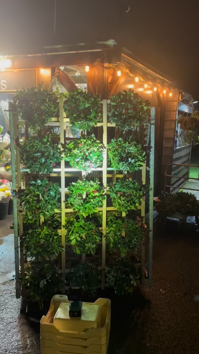 Box Trees Flowers | Solihull