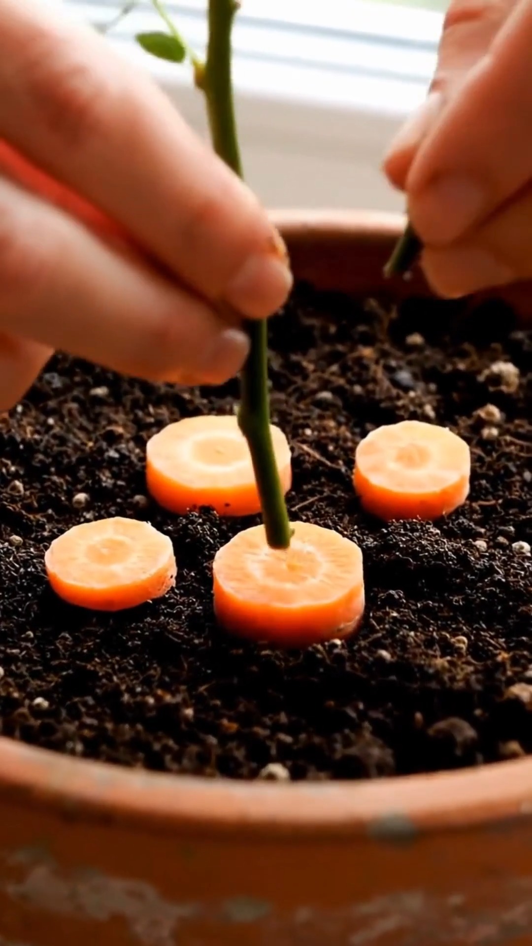 You will be surprised by how to propagate roses with carrots | Simple ...