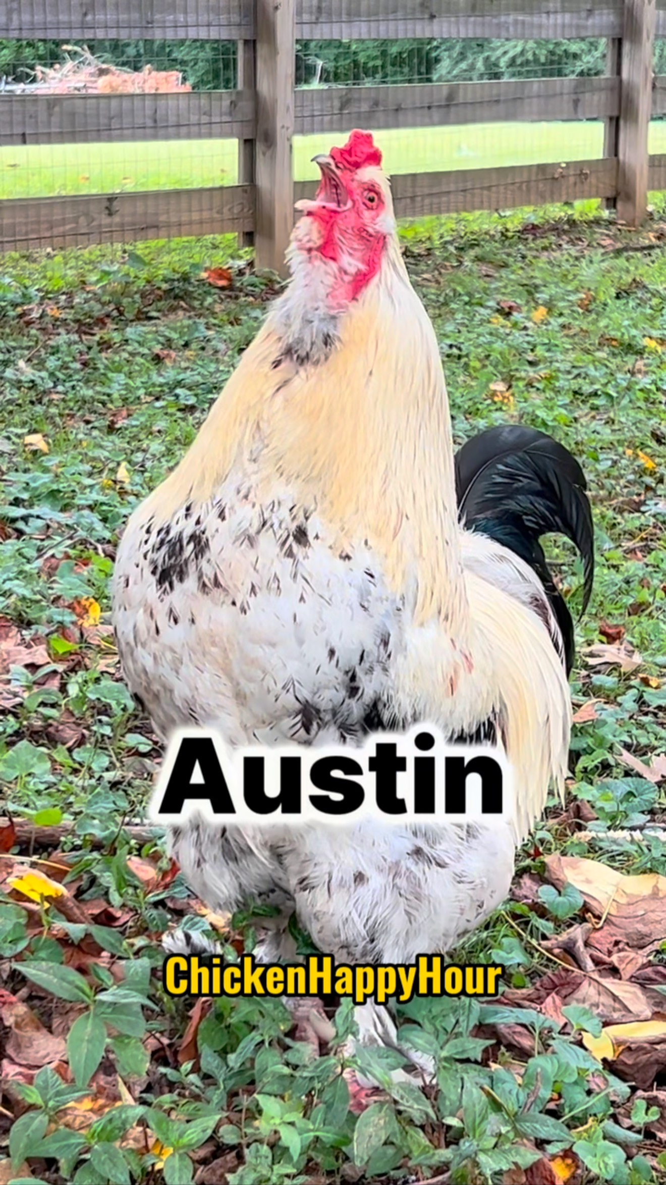 Austin! Frankie wants to be your number one, come say hi 👋🐔 #austin # ...