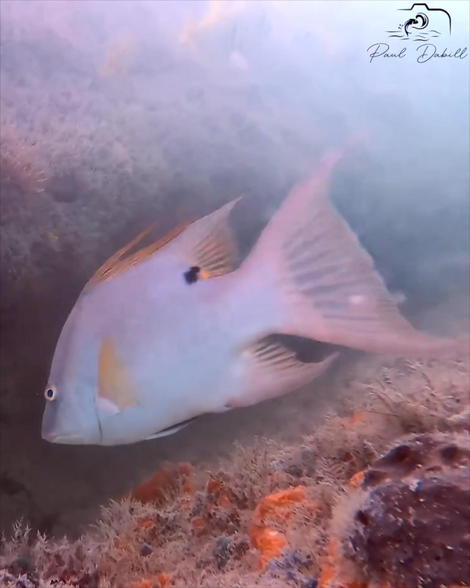 All these fish live under a bridge in the Florida Keys! Identification ...