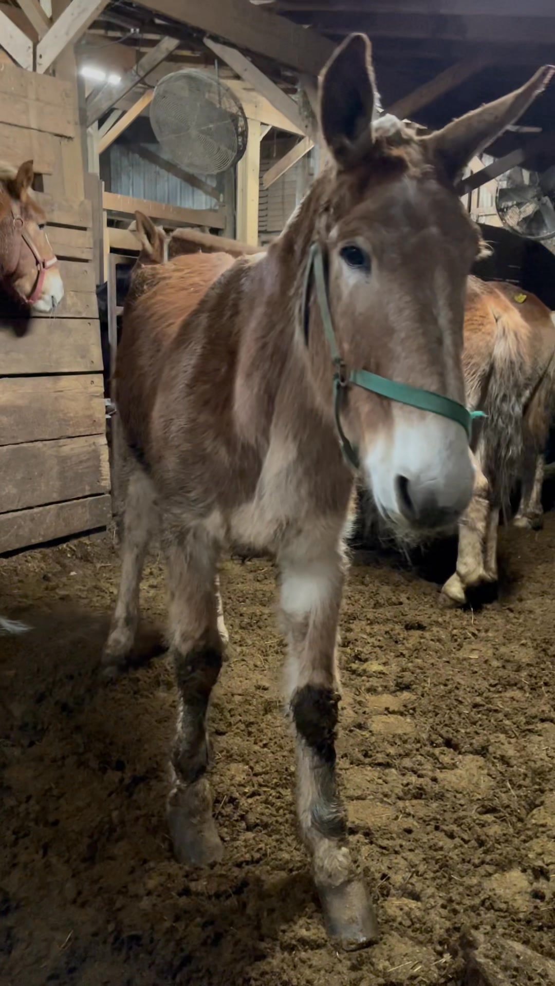 URGENT: TRIGGER WARNING ‼️ ⚠️ INJURED MULE 😞 Watch the video and see ...