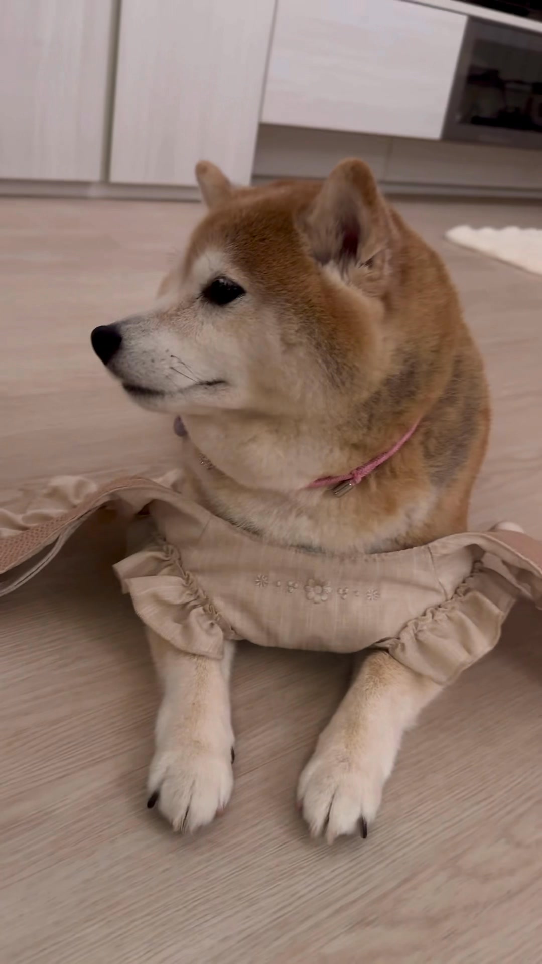 🦊今晚可唔可以唔洗手🥱唔 刷牙😪瞓覺呀😴 | 柴犬 meme.momo | Facebook