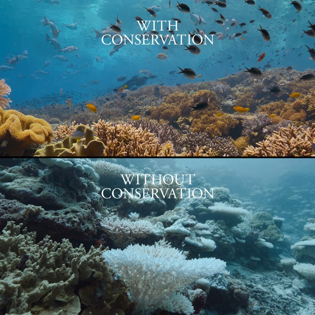 The ocean is experiencing mass extinctions and bleaching events, but ...