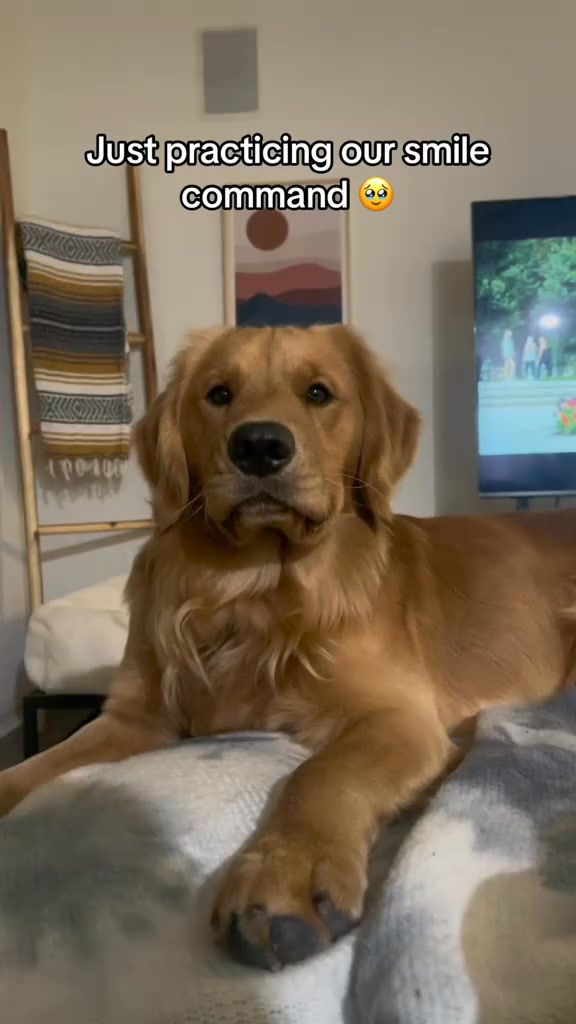 Just over here practicing our smile command 🥹🥹🥹 #hudsonstaysgolden # ...