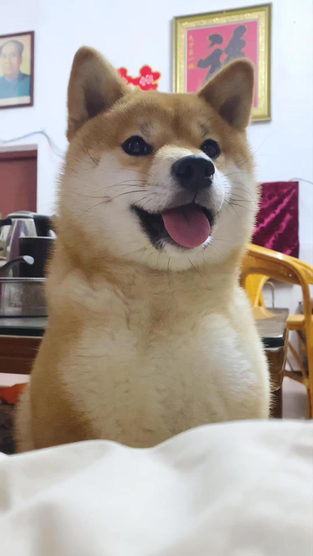 狗:要亲亲 #柴犬 #小狗 #萌宠日常记录 #狗狗是人类最忠实的朋友 | 柴柴小八嘎 | Facebook