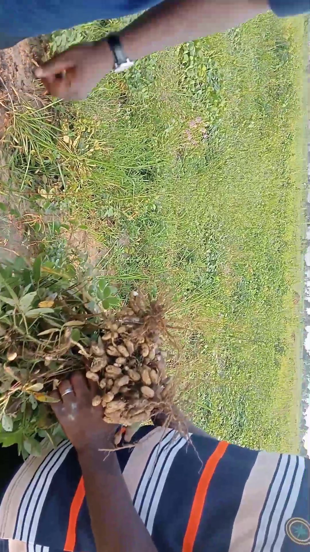 Vertex RICE | Ibadan