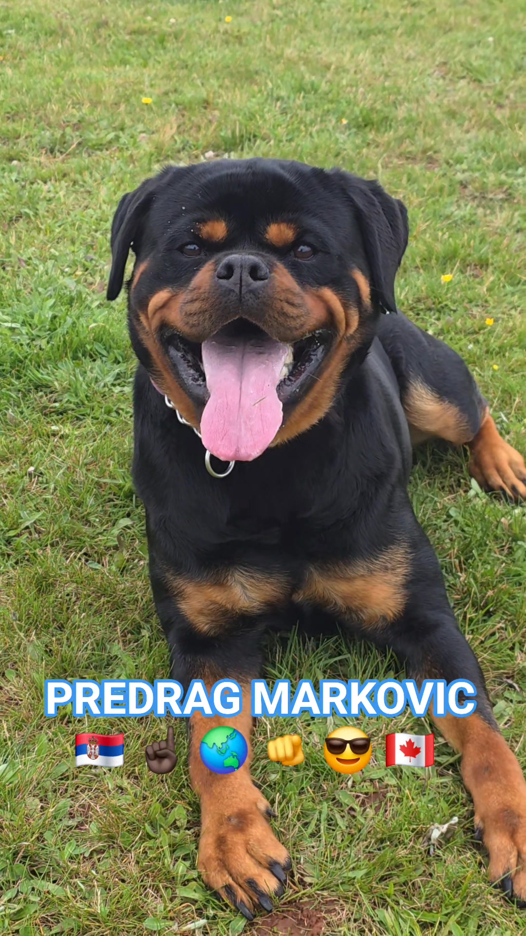 🇷🇸🦍🏆BRUNO VOM HAUSE DEMO🏆🦍🇷🇸 Jugoslav Demo 