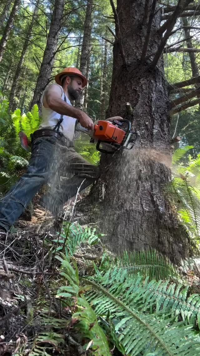 Tree lengthing up in the oxe bowe smith river. Credit @coast_cutter # ...