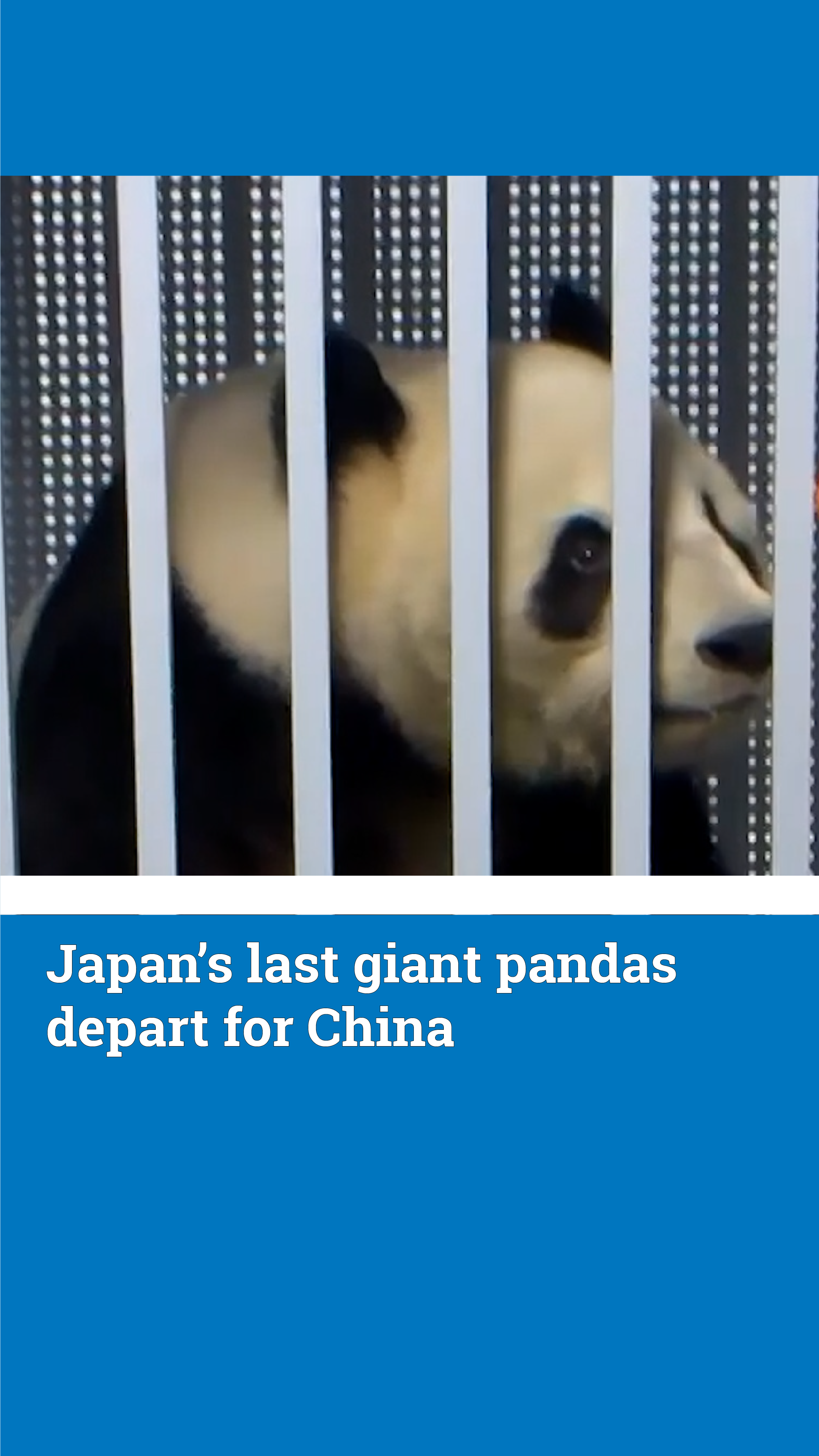 WATCH: Japan’s last giant pandas depart for China Japan's remaining ...
