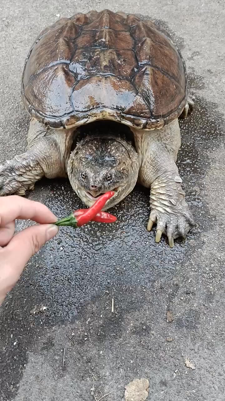 Turtle eats chili pepper, this chili is not hot | Cooking Start | Facebook