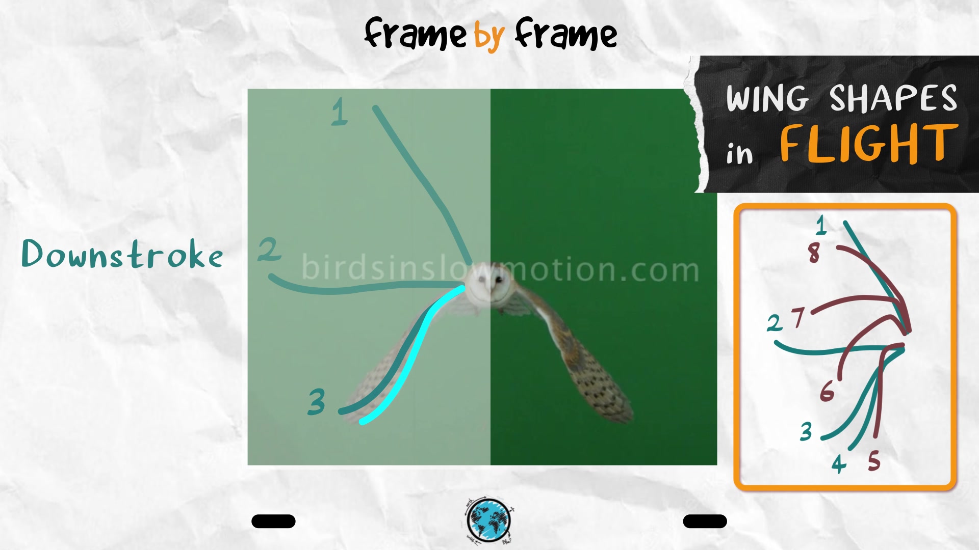 A fantastic look into the wing shapes of a bird mid-flight! 🪽 Anna ...