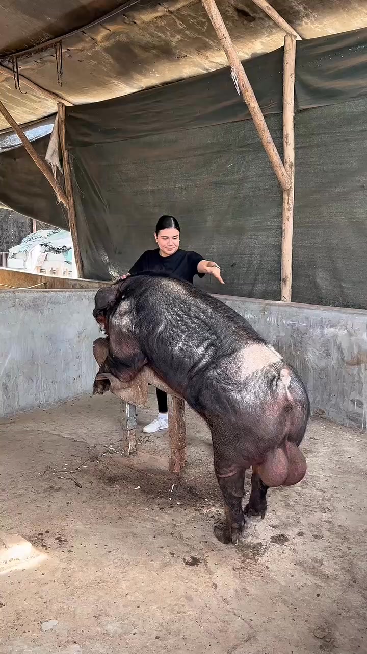 Porque elegir? #pig #farm #granja #cerdo | Nerli Cal | Facebook