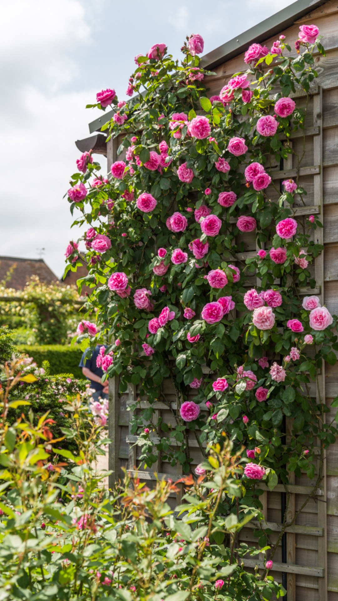 Join Di, one of our rose experts, as she shares what makes Gertrude ...