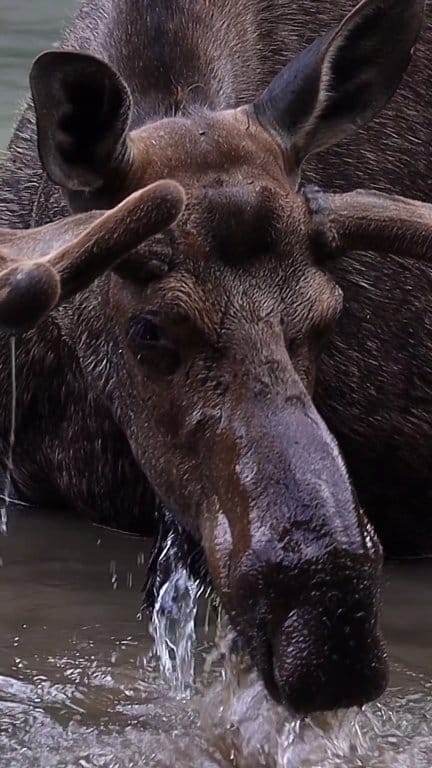 Up close with a moose in Glacier Park. #travelblogger #animals #nature ...