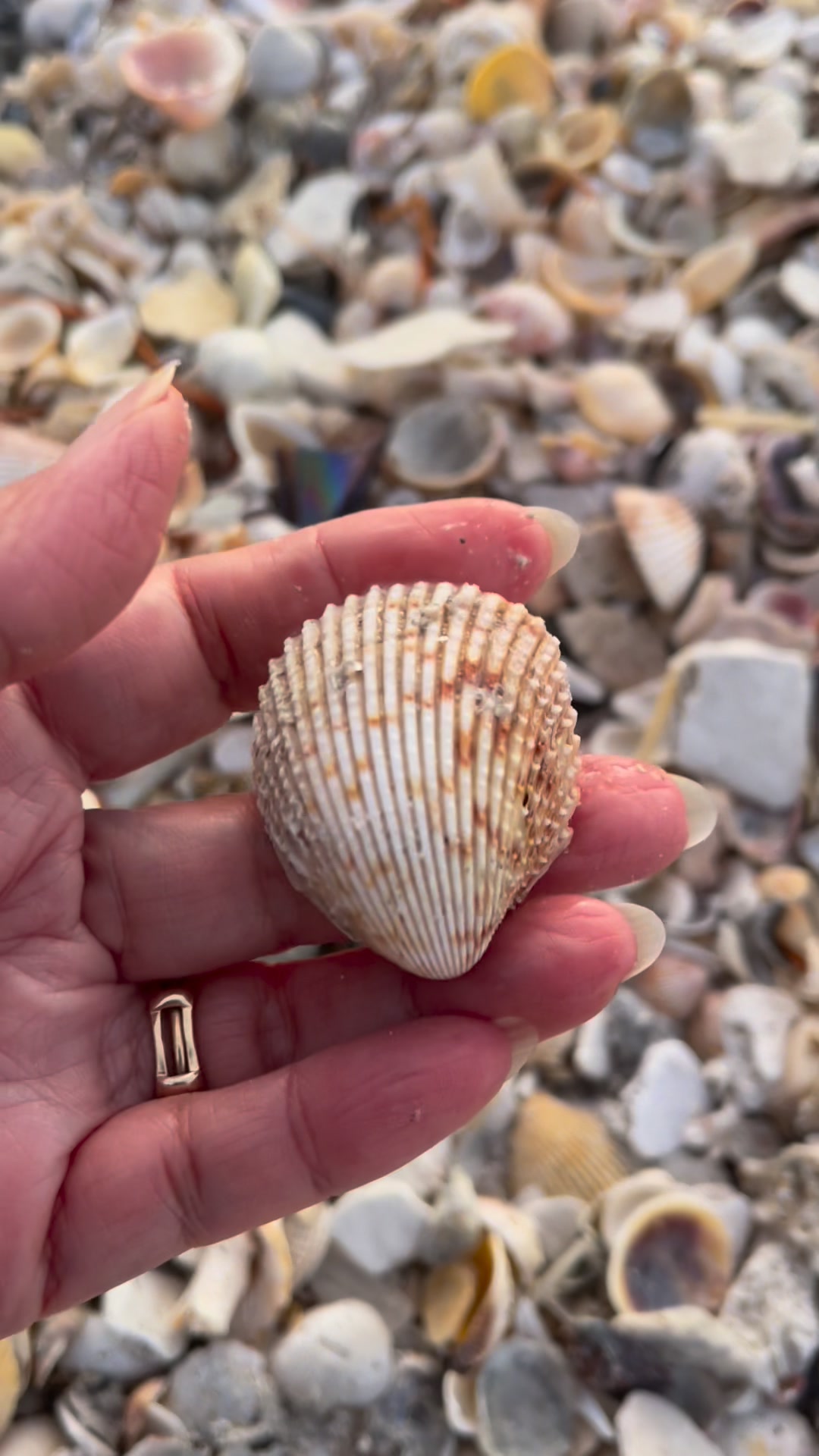 There are so many of these cockles seashells shells 😲 | Let’s Enjoy ...