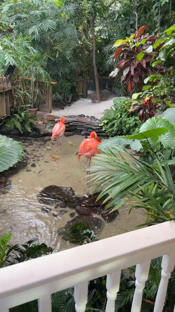The Key West Butterfly & Nature Conservatory