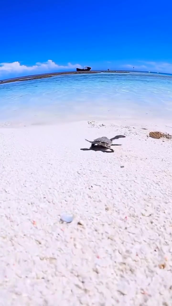 ‎@turtle.us funny time ️ | Tortoise fans | Facebook