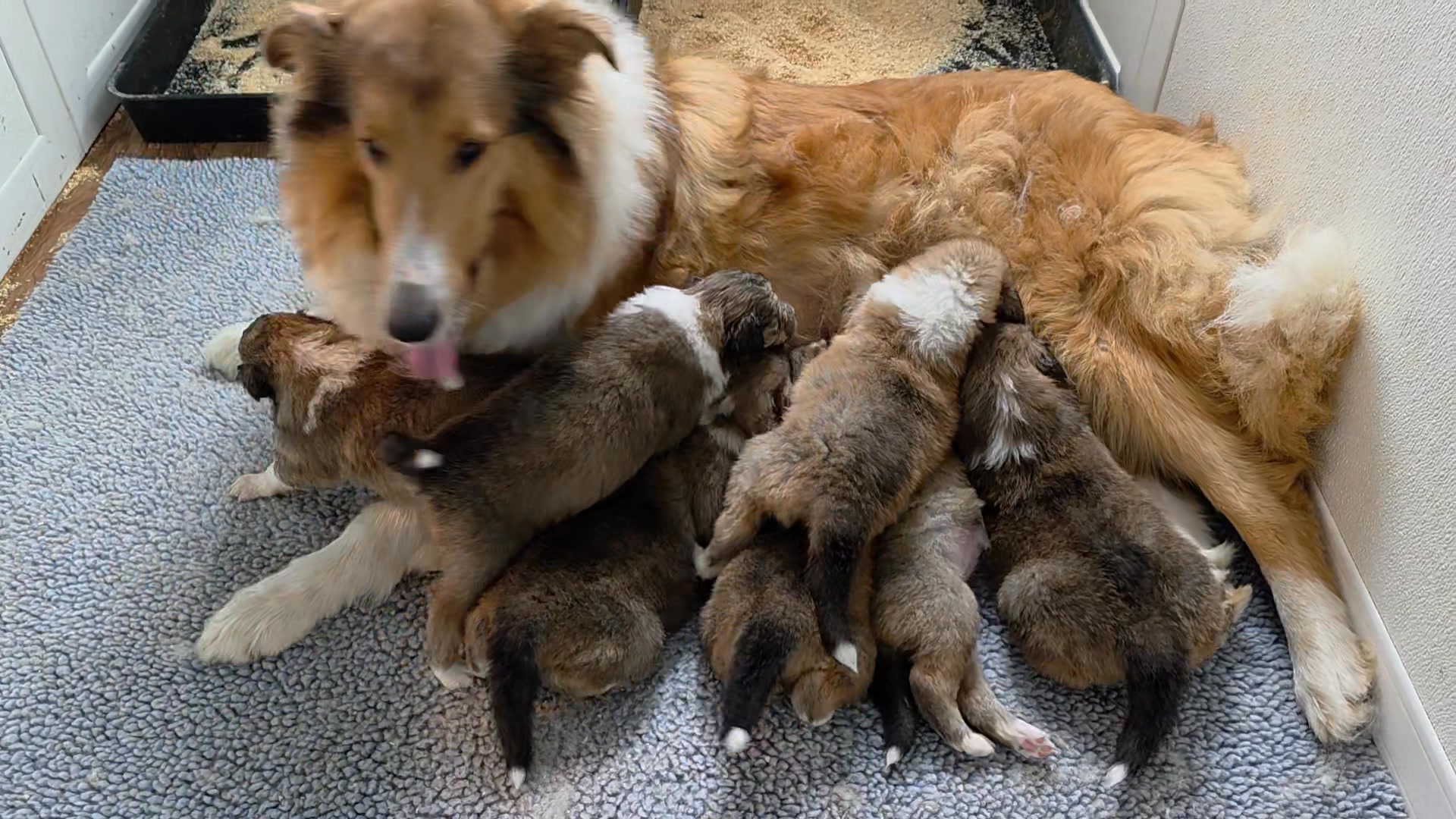 Nikki is a busy Mom