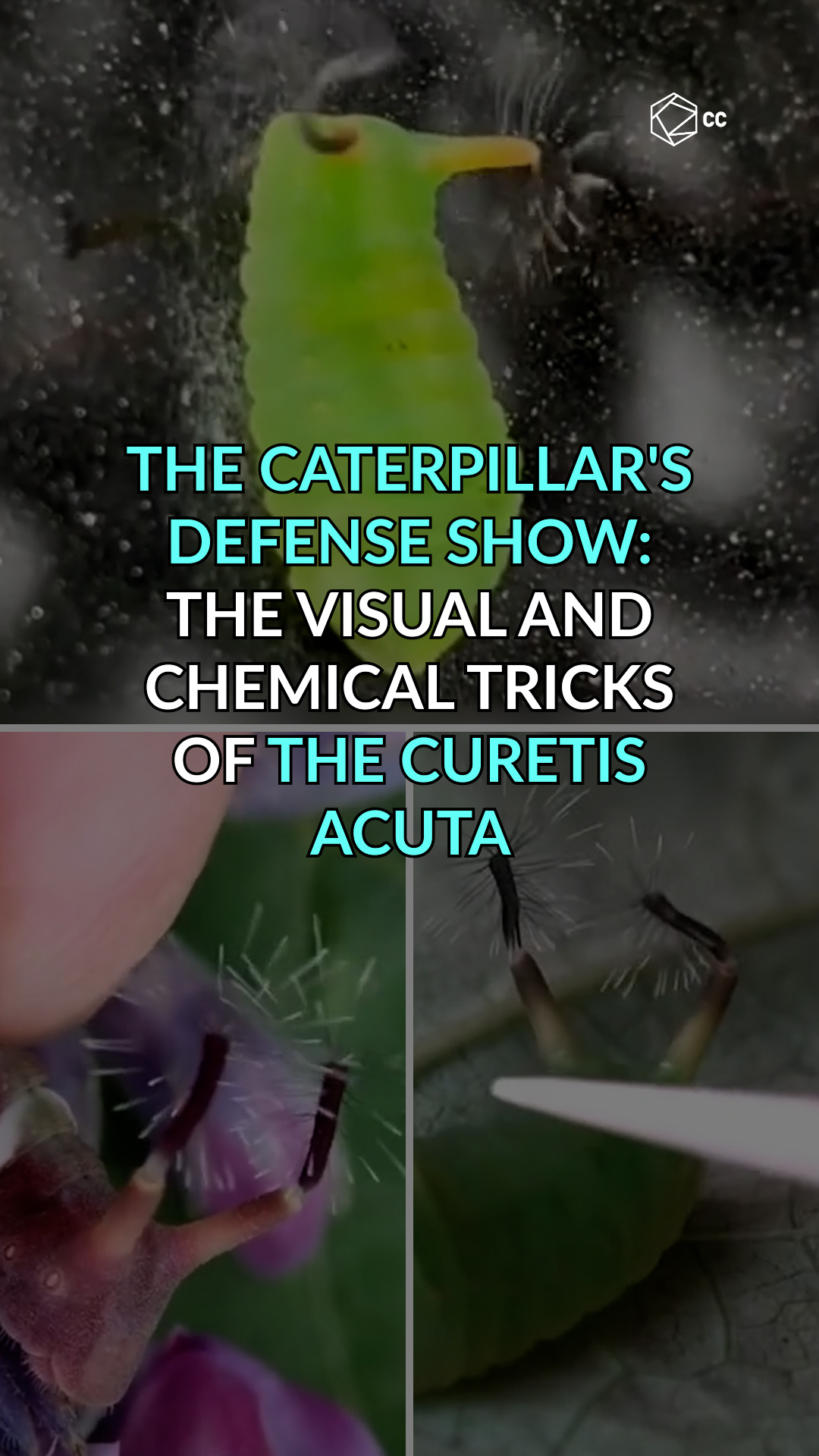 This caterpillar's strange defense... - Cultura Colectiva + | Facebook