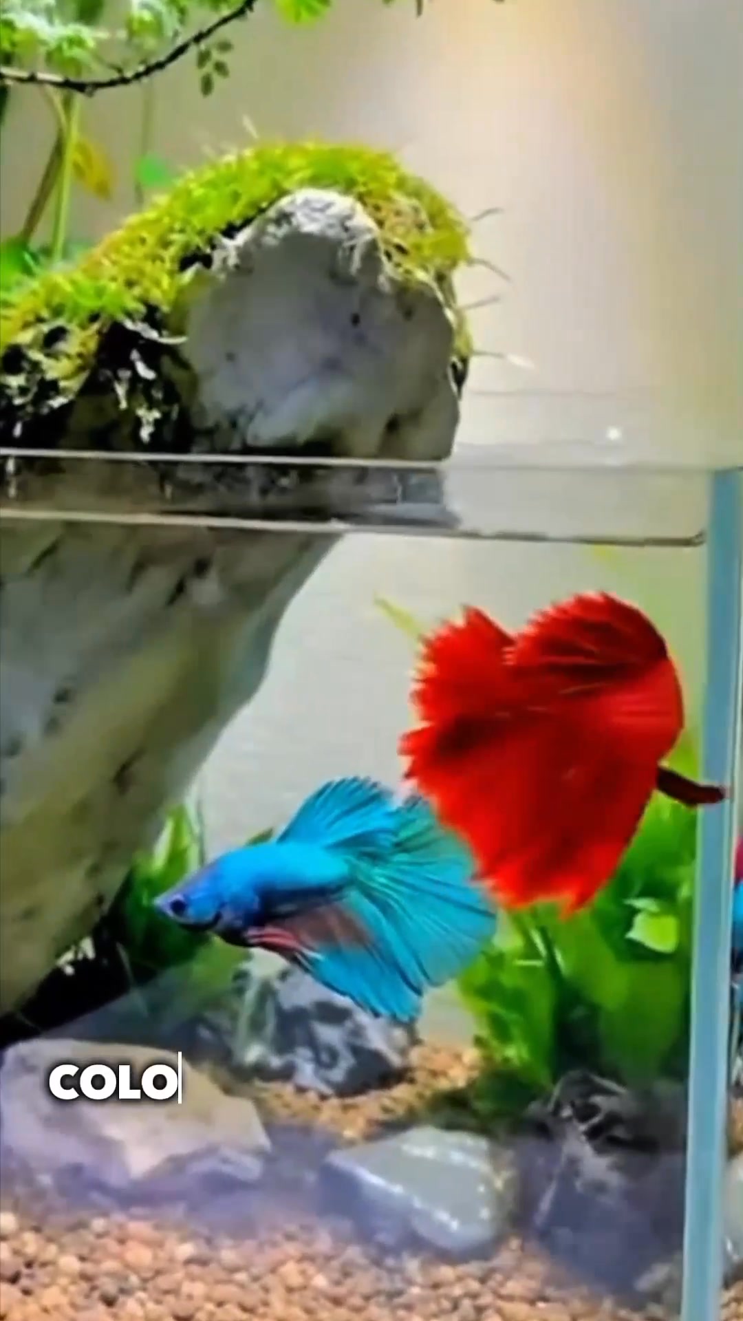 This isn’t just an aquarium — it’s a living art piece 🐠 Every betta ...