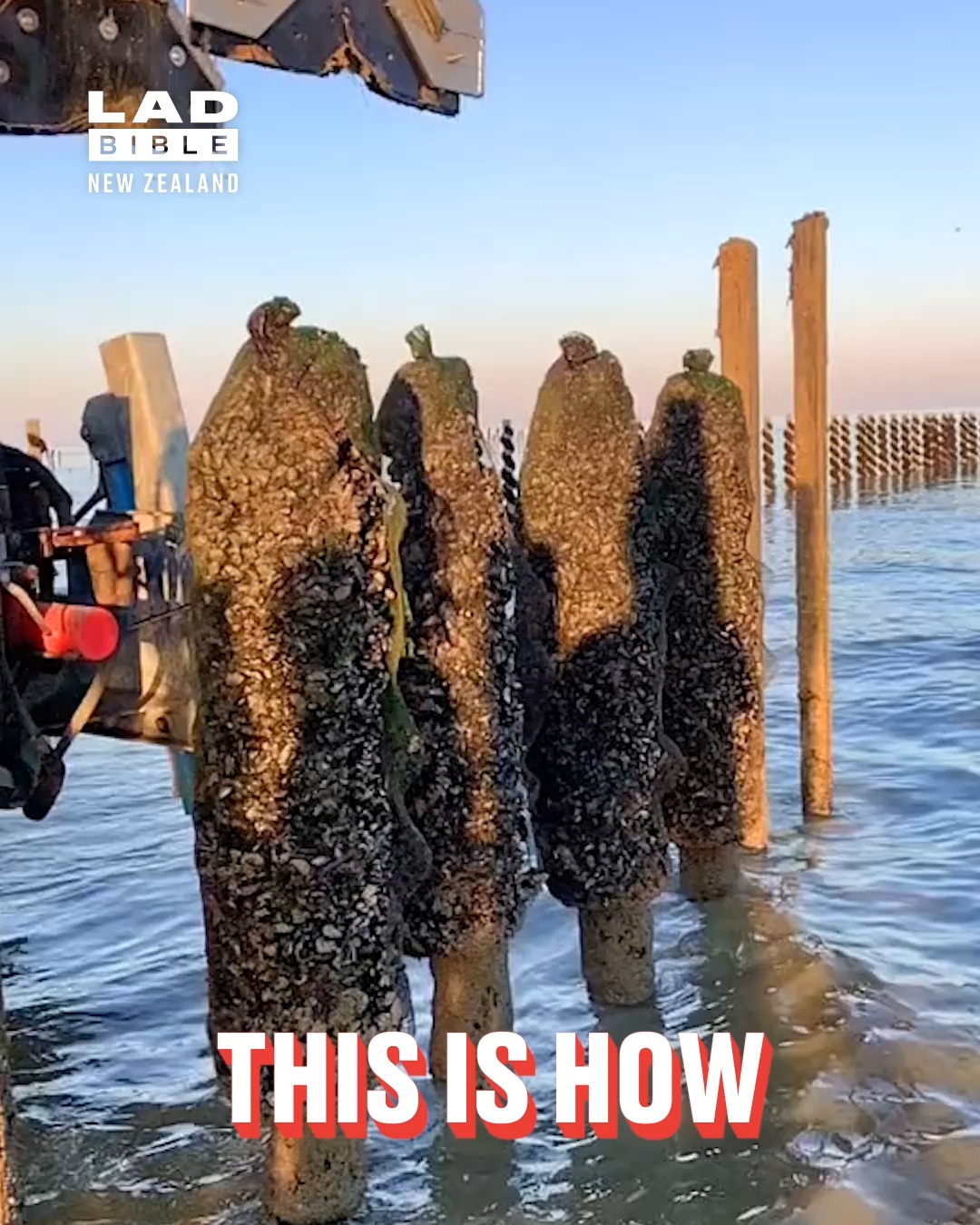 Collecting mussels in a satisfying swoop... 🤩🦪🌊🍝 | LADbible New Zealand ...