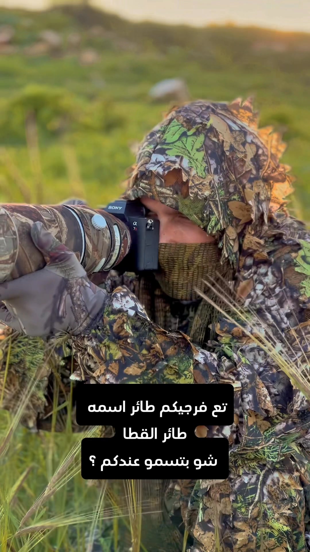 القطا..هل رأيت هذا الطائر من قبل !؟!؟ | Hasan Rimawi | Facebook