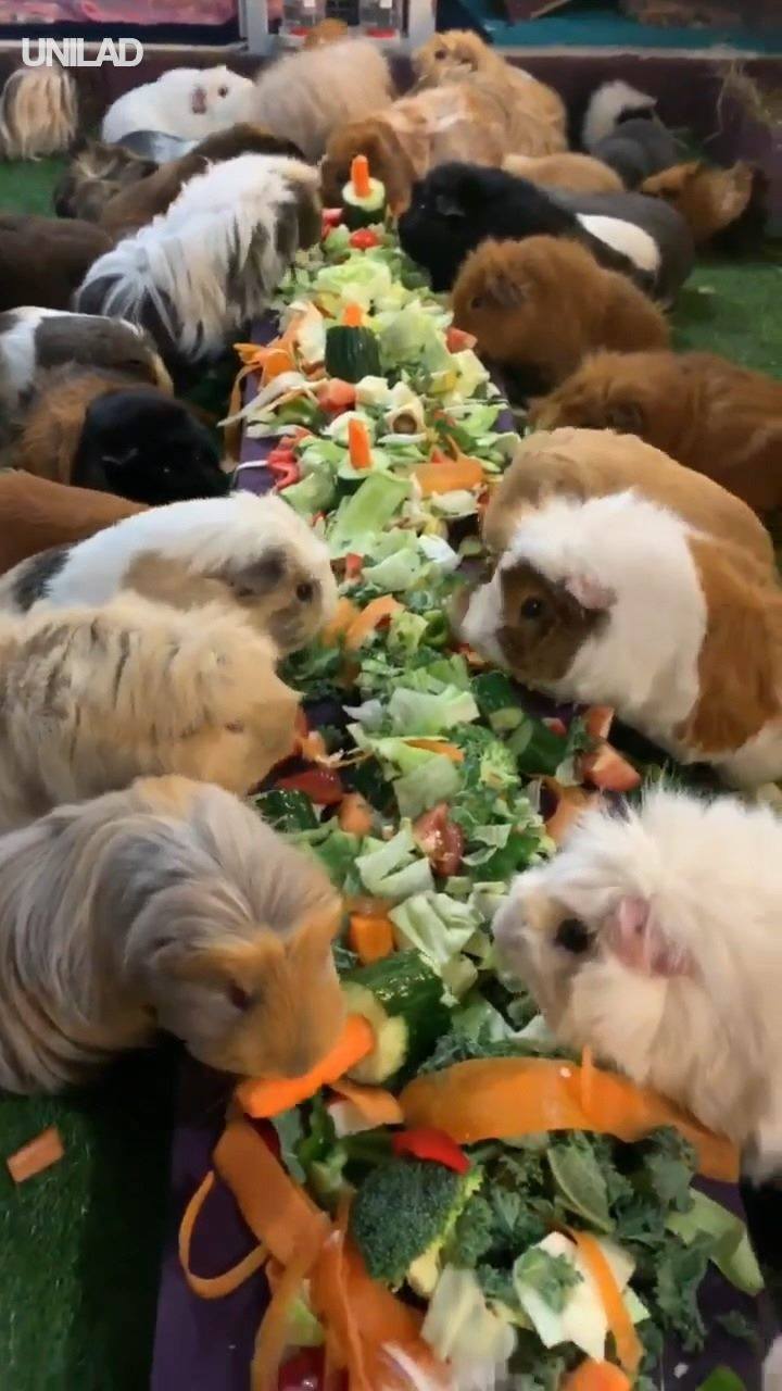 UNILAD - Guinea Pig Family Enjoy Vegetable Buffet