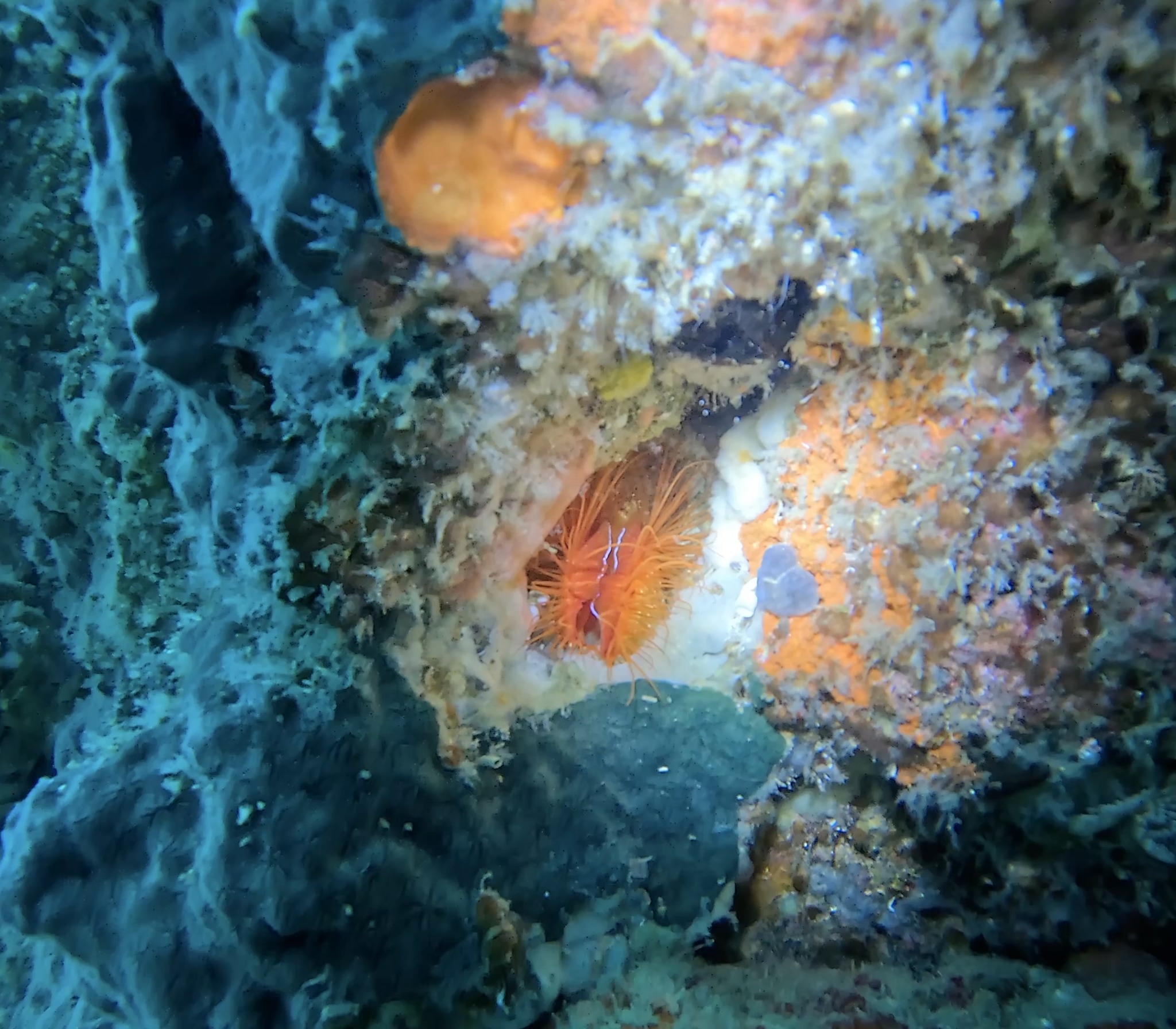 This dazzling creature is an electric clam, also know as a disco clam ...