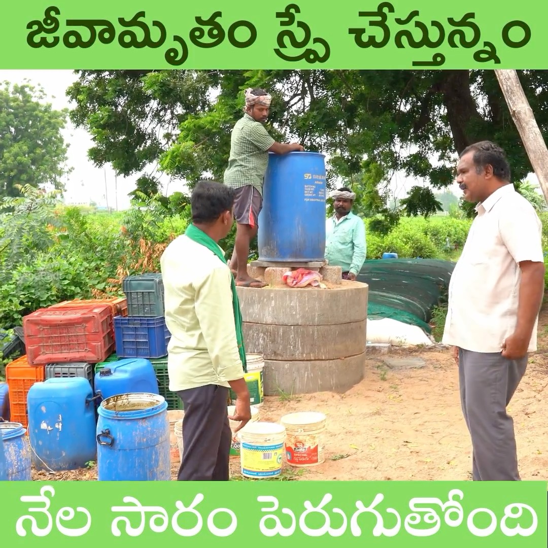 జీవామృతం స్ప్రే చేస్తున్నం నేల సారం పెరుగుతోంది #rythubadi #agriculture ...