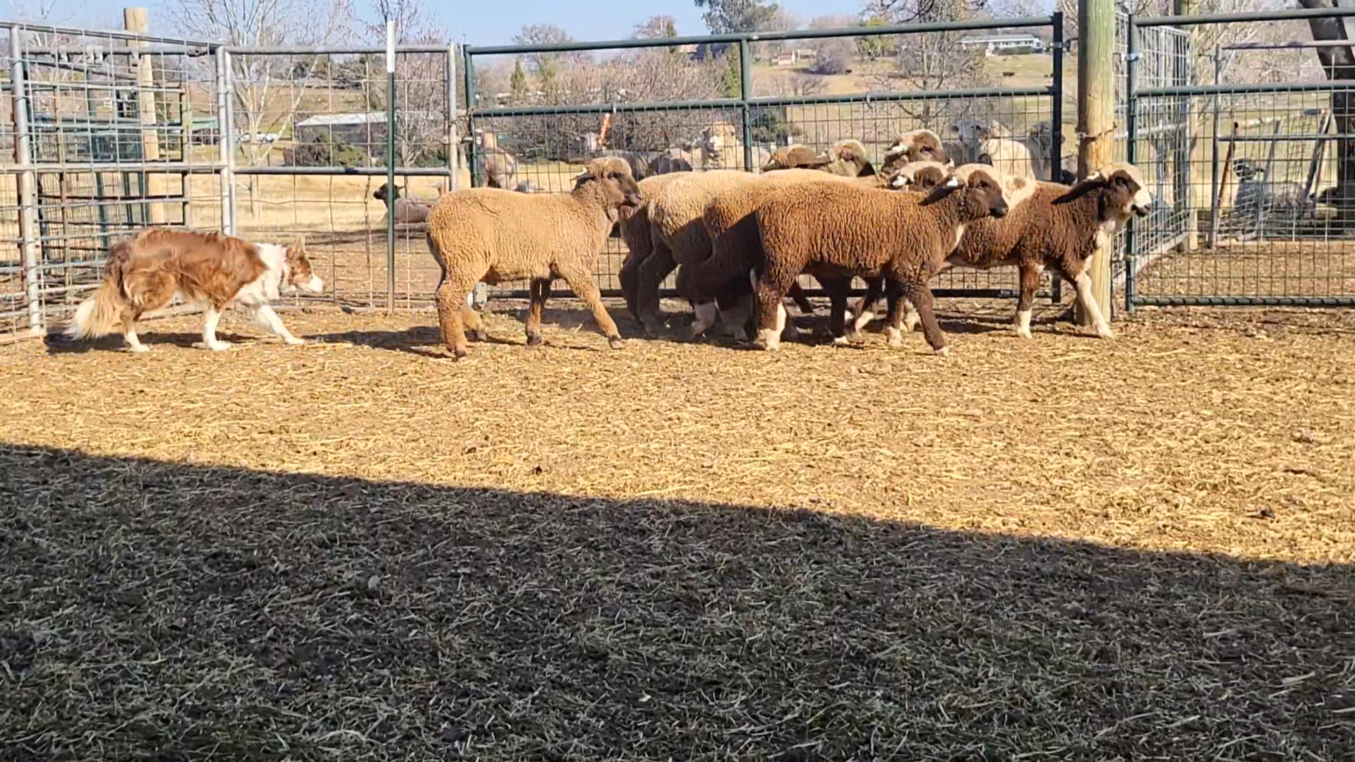 Mendenhall Wool Ranch | Marysville CA