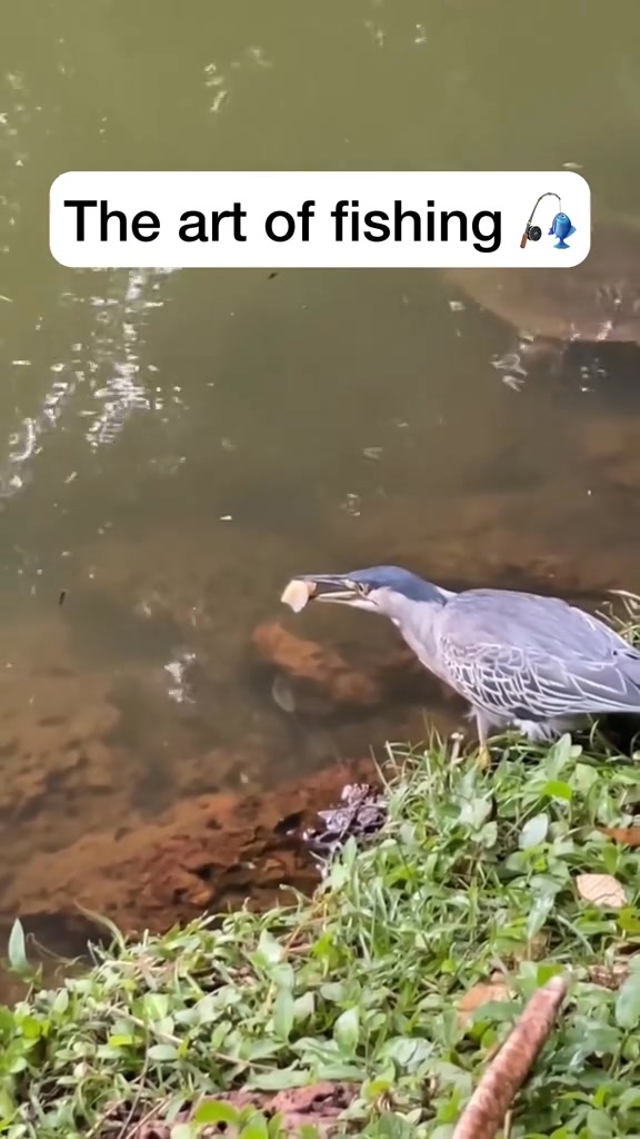 bird lures fish with bread Haat Jigging Spoon - Wonder One of the smartest birds