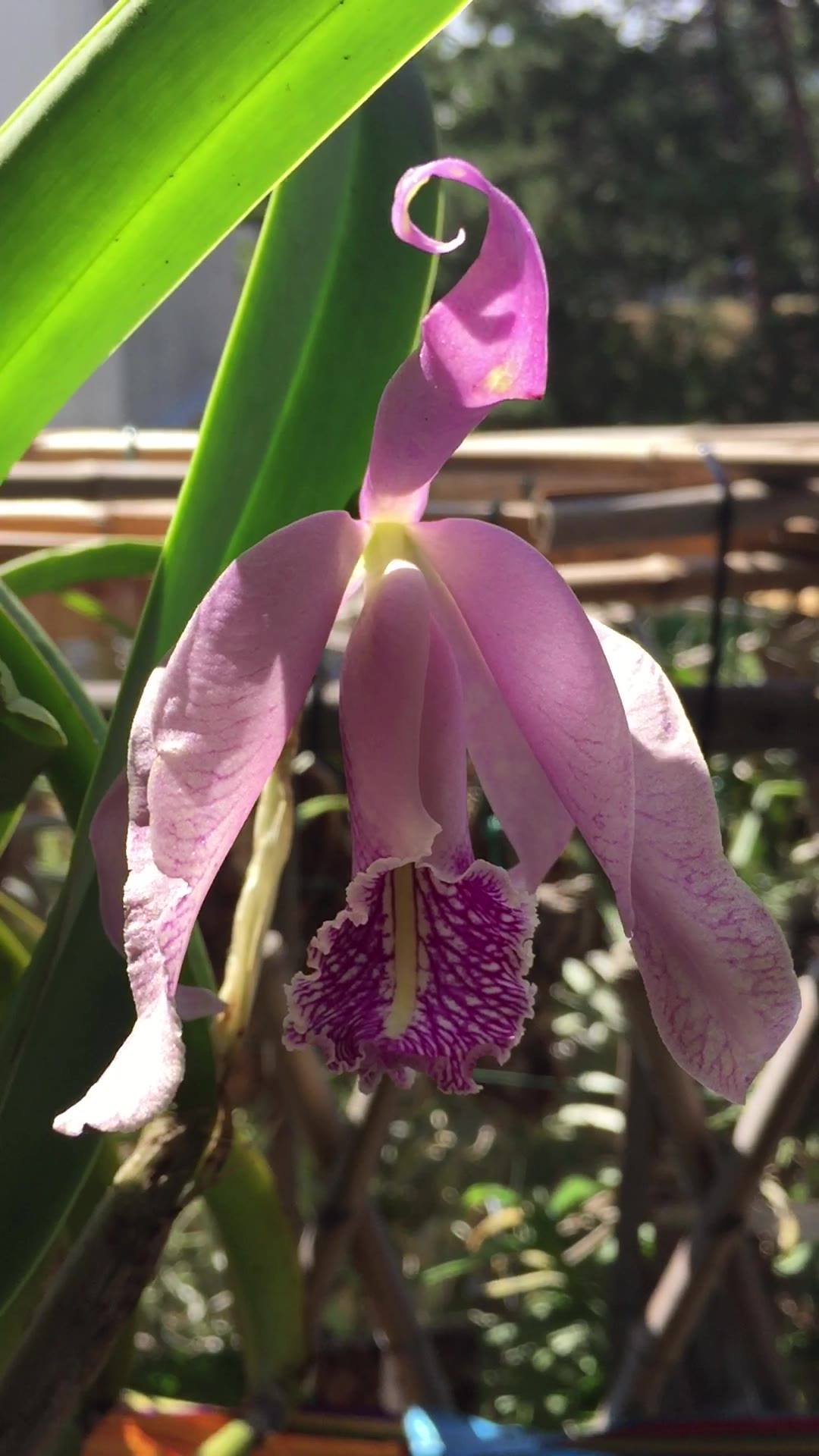 Cattleya maxima var. rubra This is a selfing of the famous var