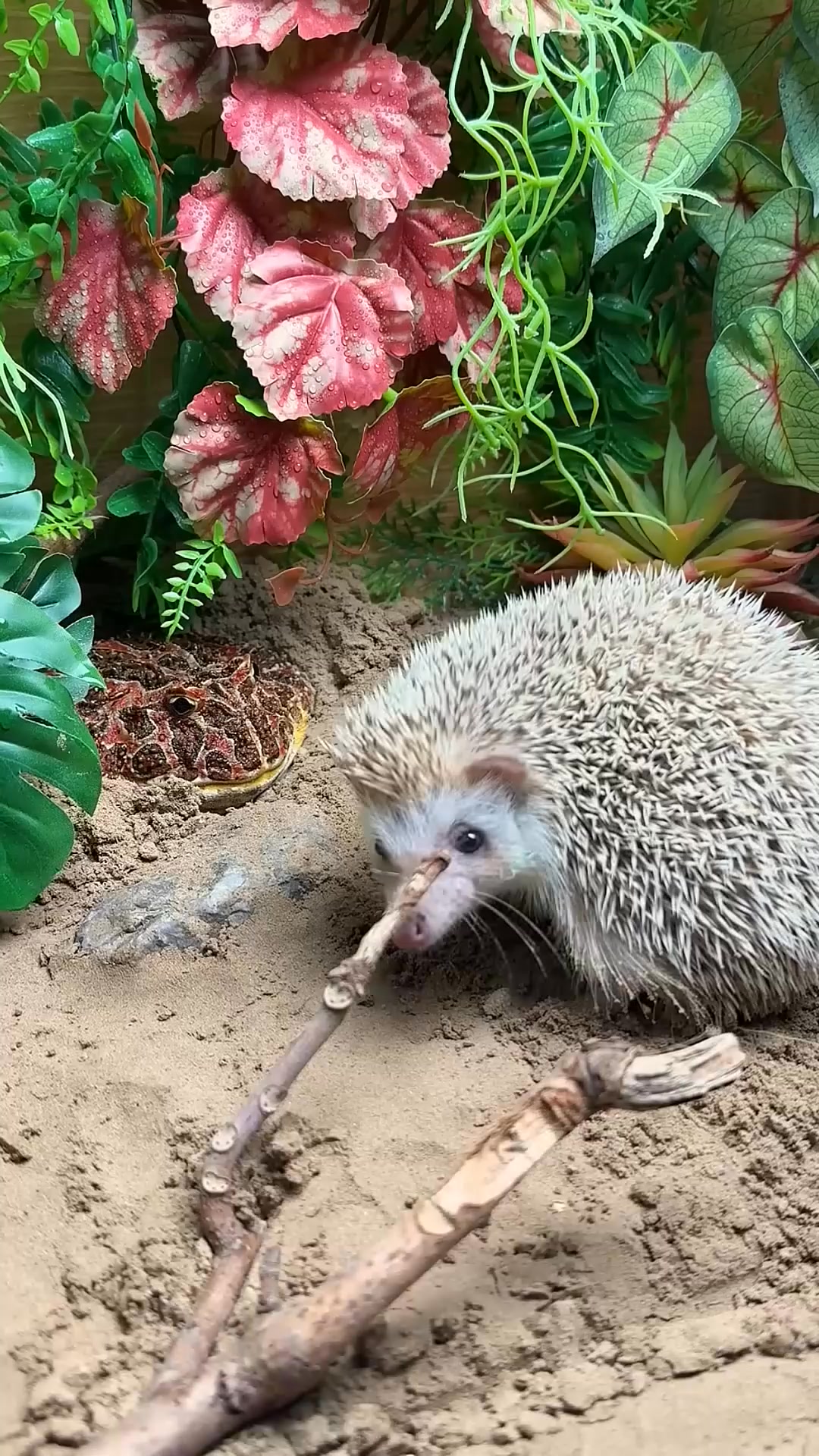 🦔 Hedgehog: 