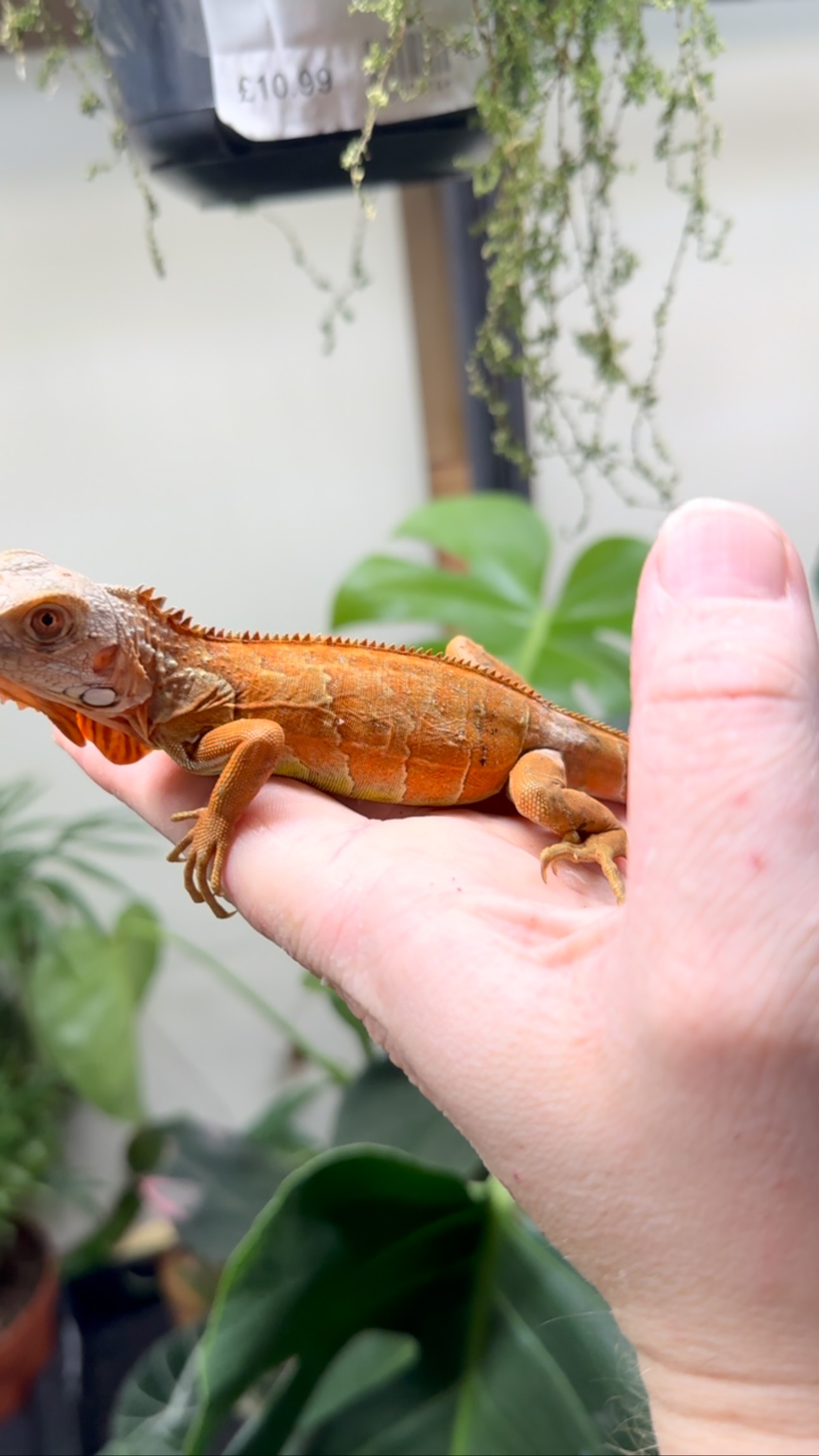 🌿🦎 New Arrival Alert: Stunning Orange Zero Green Iguanas