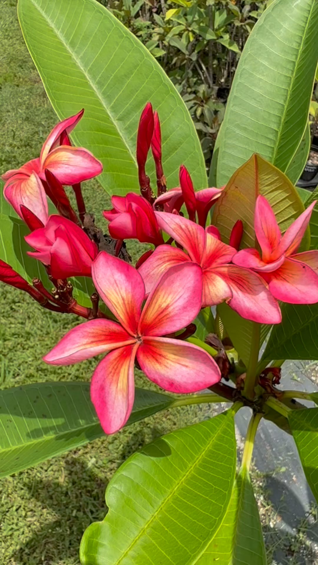 P-801 plumeria variety blooming in my garden
