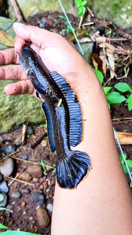 Sarang GABUS HIAS Jumbo Gondrong - Snakehead Fish Nest #reels #fishing ...