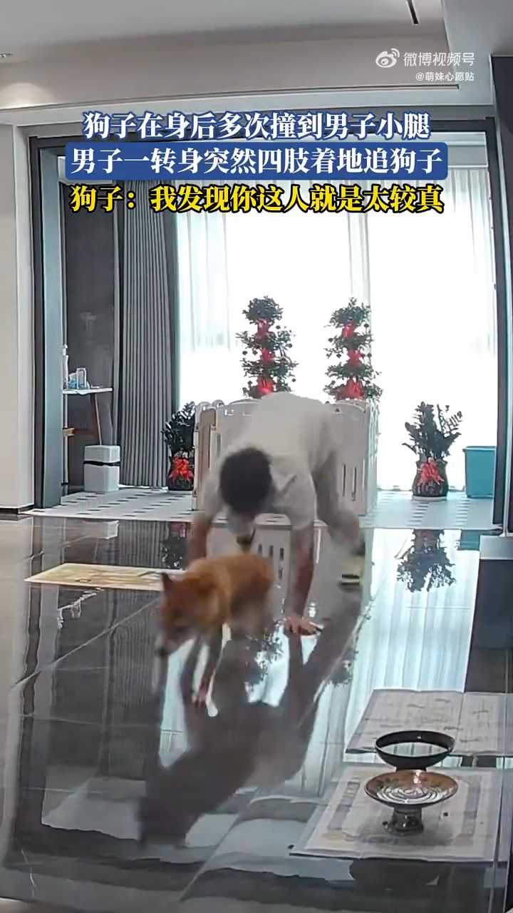 这是真 “狗”啊 #狗狗 #柴犬 #主人 #反击 #真狗 #搞笑 #94爽 | 94爽 | Facebook