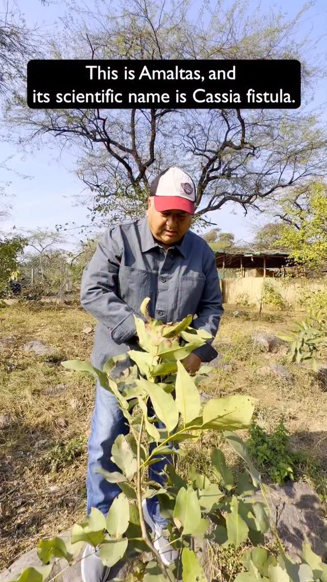 Peepal Baba - Planting the right tree matters as much as... | Facebook