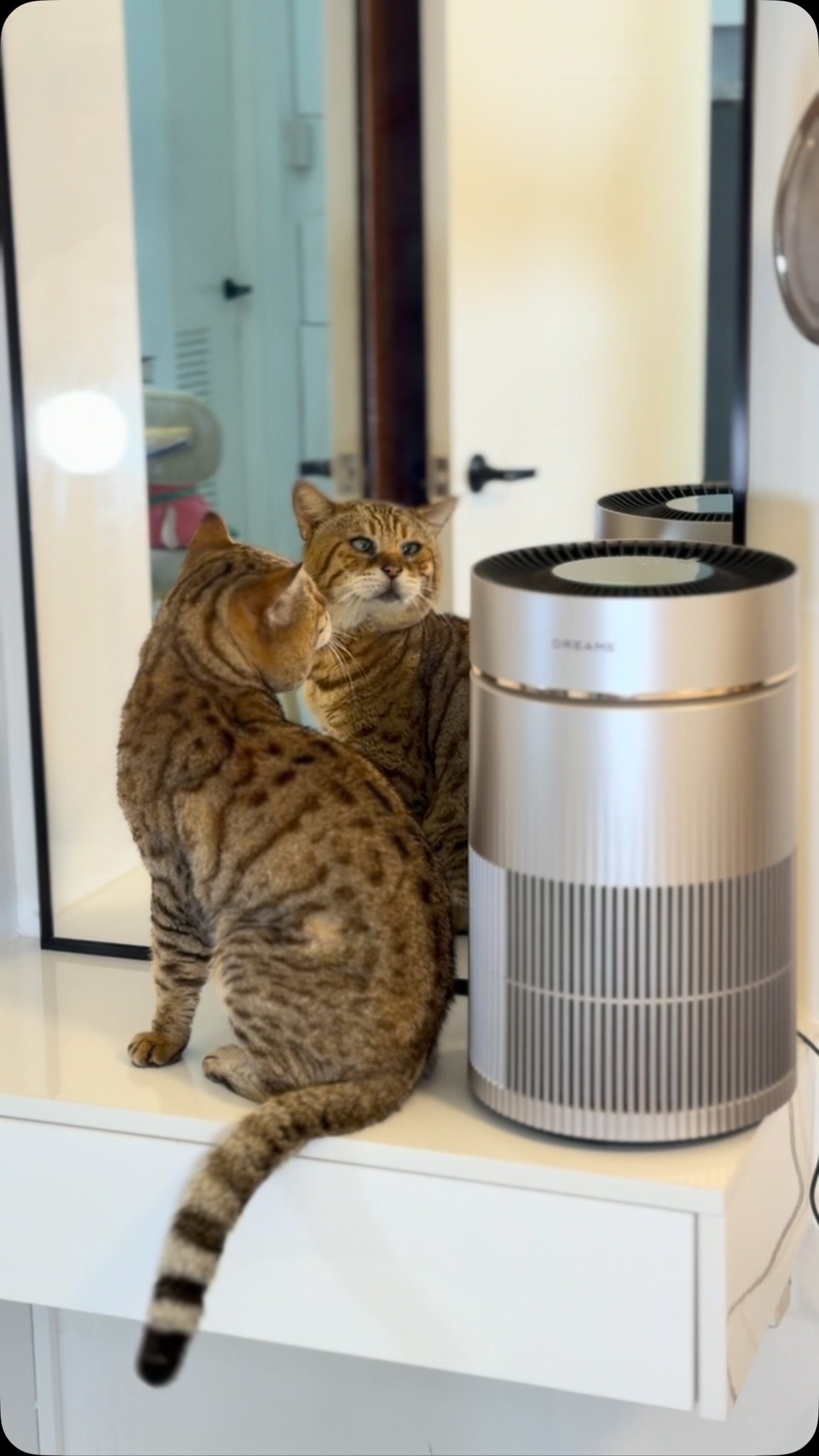 The Dreame FP10 Furcatch Air Purifier was built for pet homes and