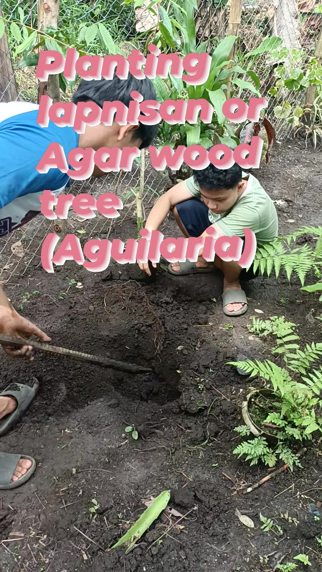 A lapnisan tree is a Filipino term for an Agarwood tree (Aquilaria). It ...