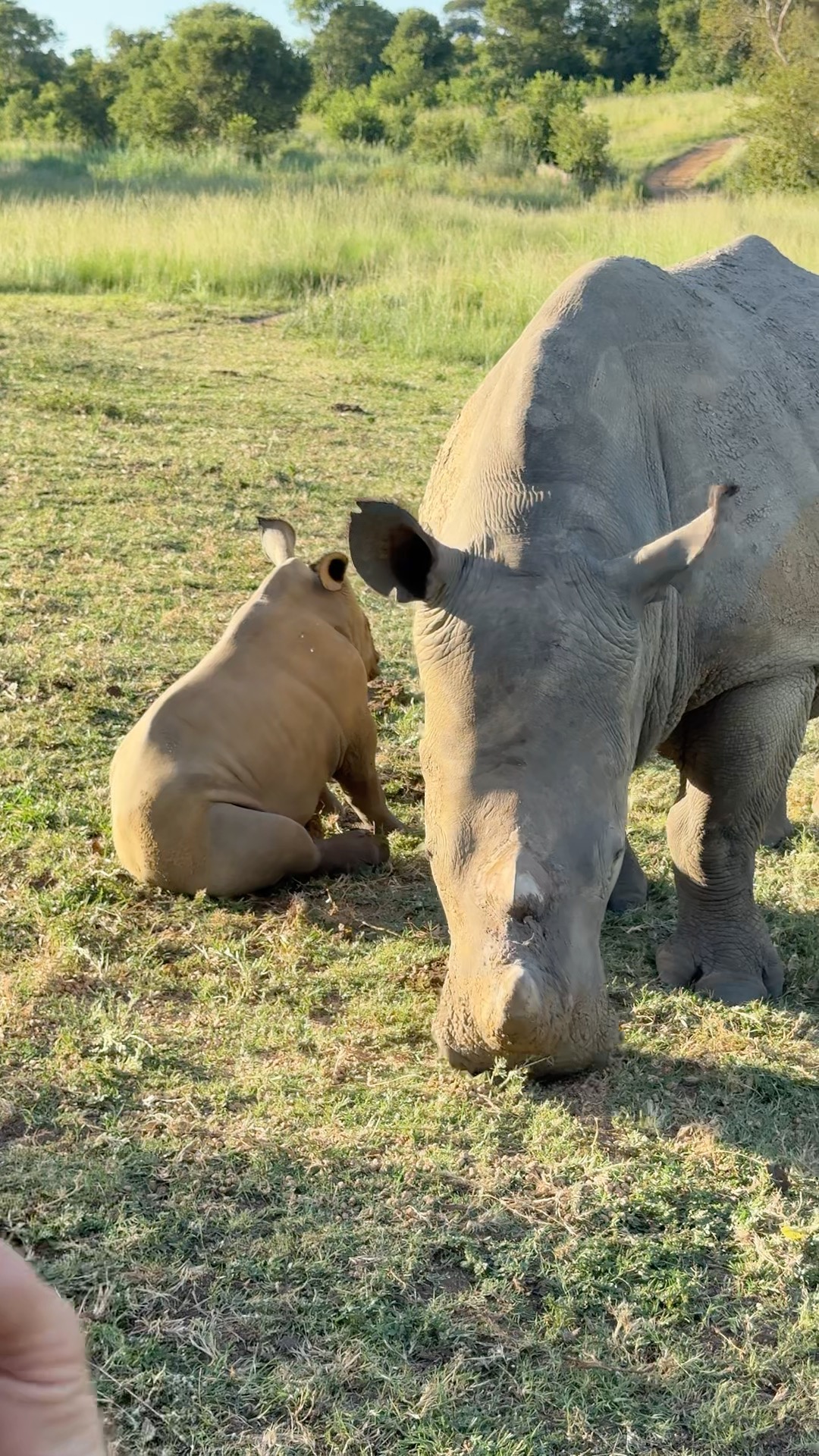 In this golden light, who has ever seen a baby rhino sit like this