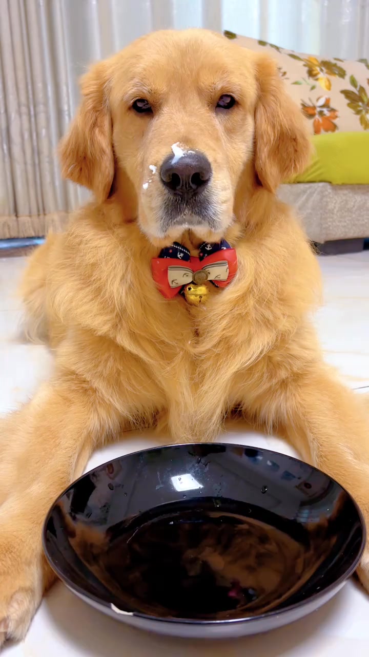pet debut plan Retriever first glance, it’s a dog to eat Creative ...
