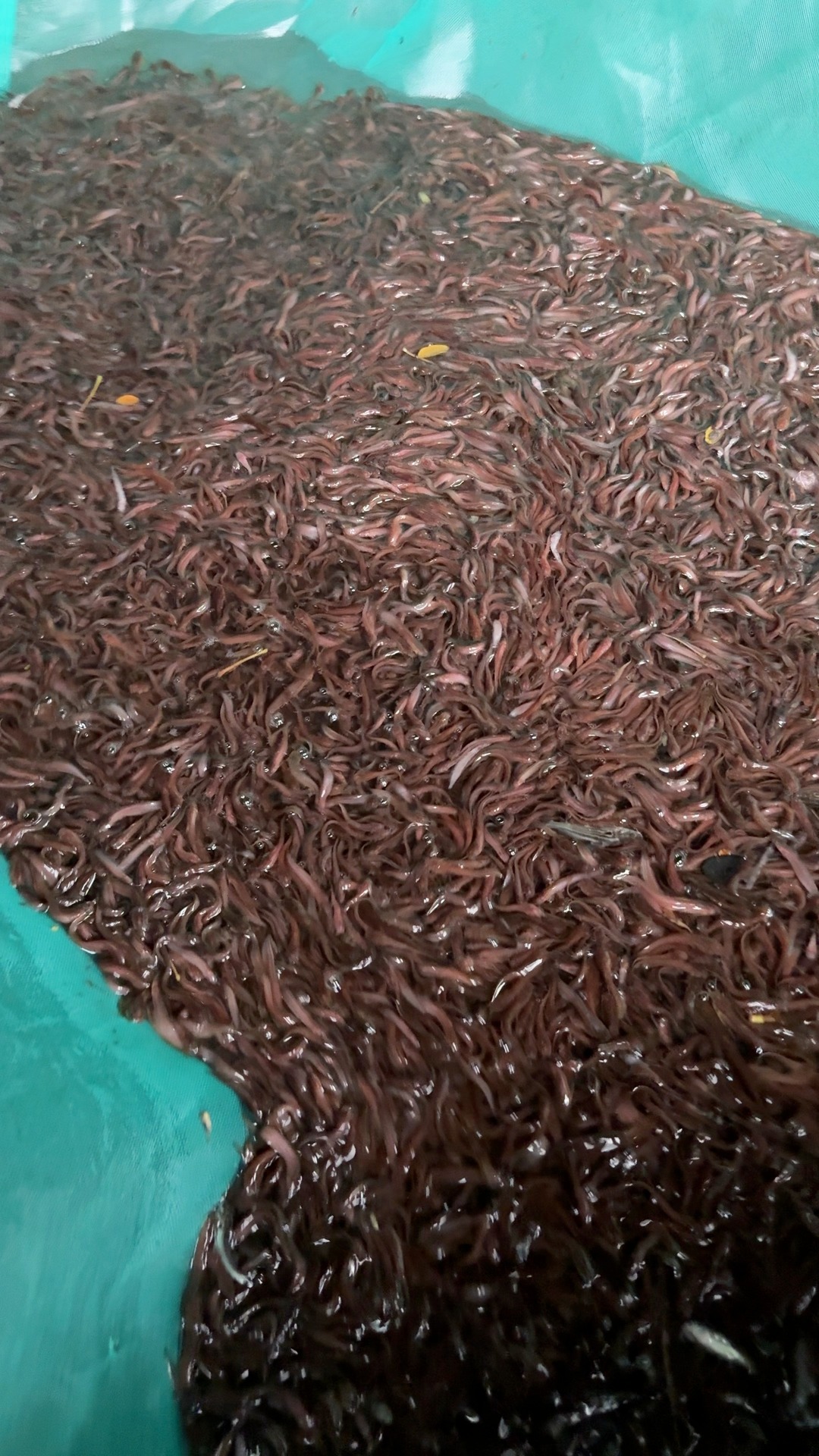 মাহিরা মৎস্য হ্যাচারী - Mahira Fish Farm | Mymensingh