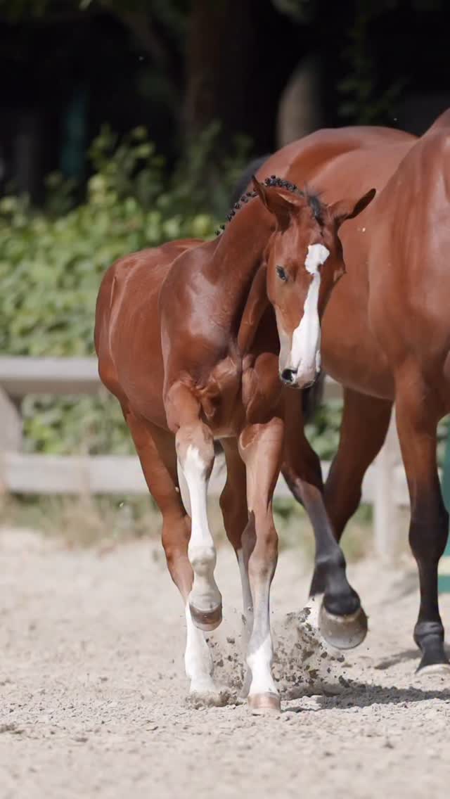 ZangersheideOnlineFoalAuction 𝐒𝐢𝐫𝐞𝐝 𝐛𝐲