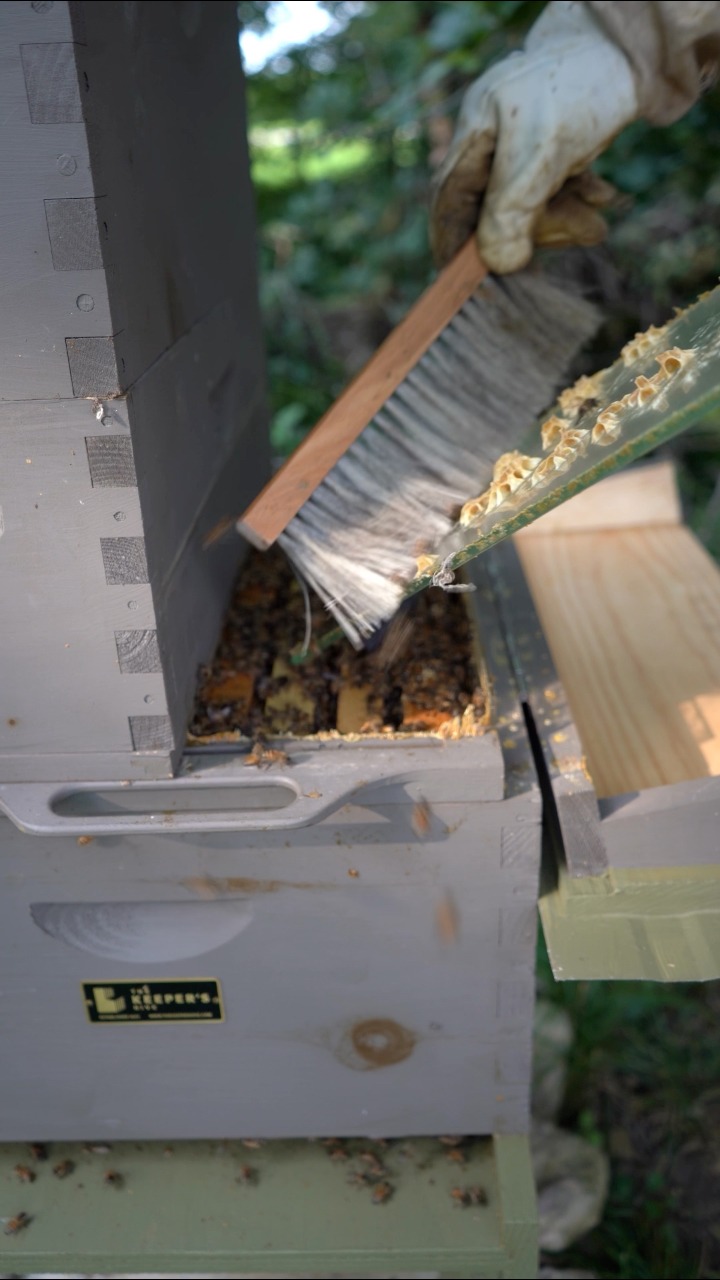 Clening the Keeper’s Hive observation window #beekeeper #Beekeeping # ...