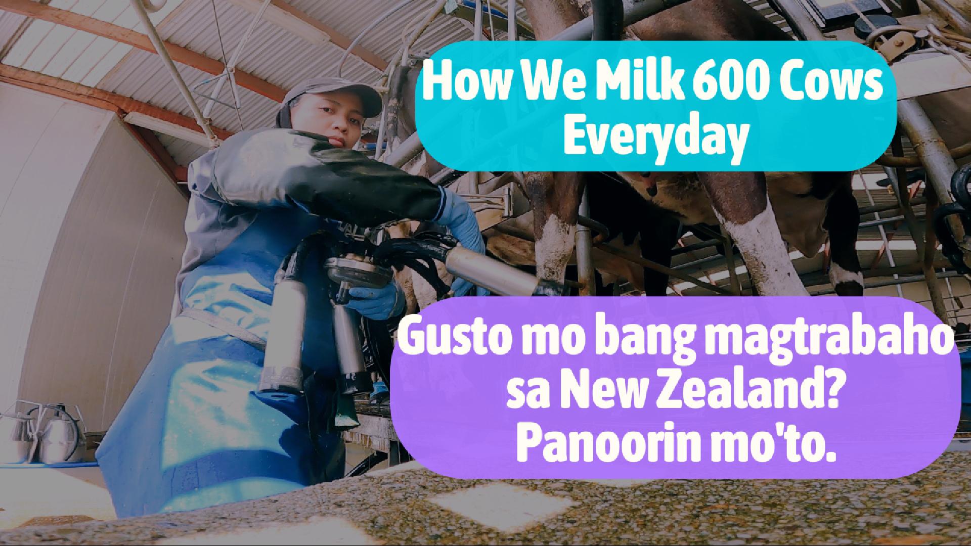 Imagine milking 600 cows every single day! 😱🐄 Ganito ang daily routine ...