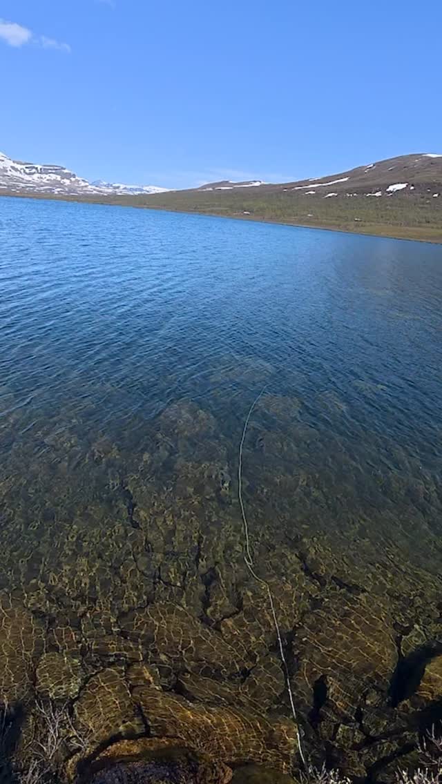 Røye på speed 🎣🤩 #arcticchar #rávdu #røye #flyordie #utras #fluehue # ...