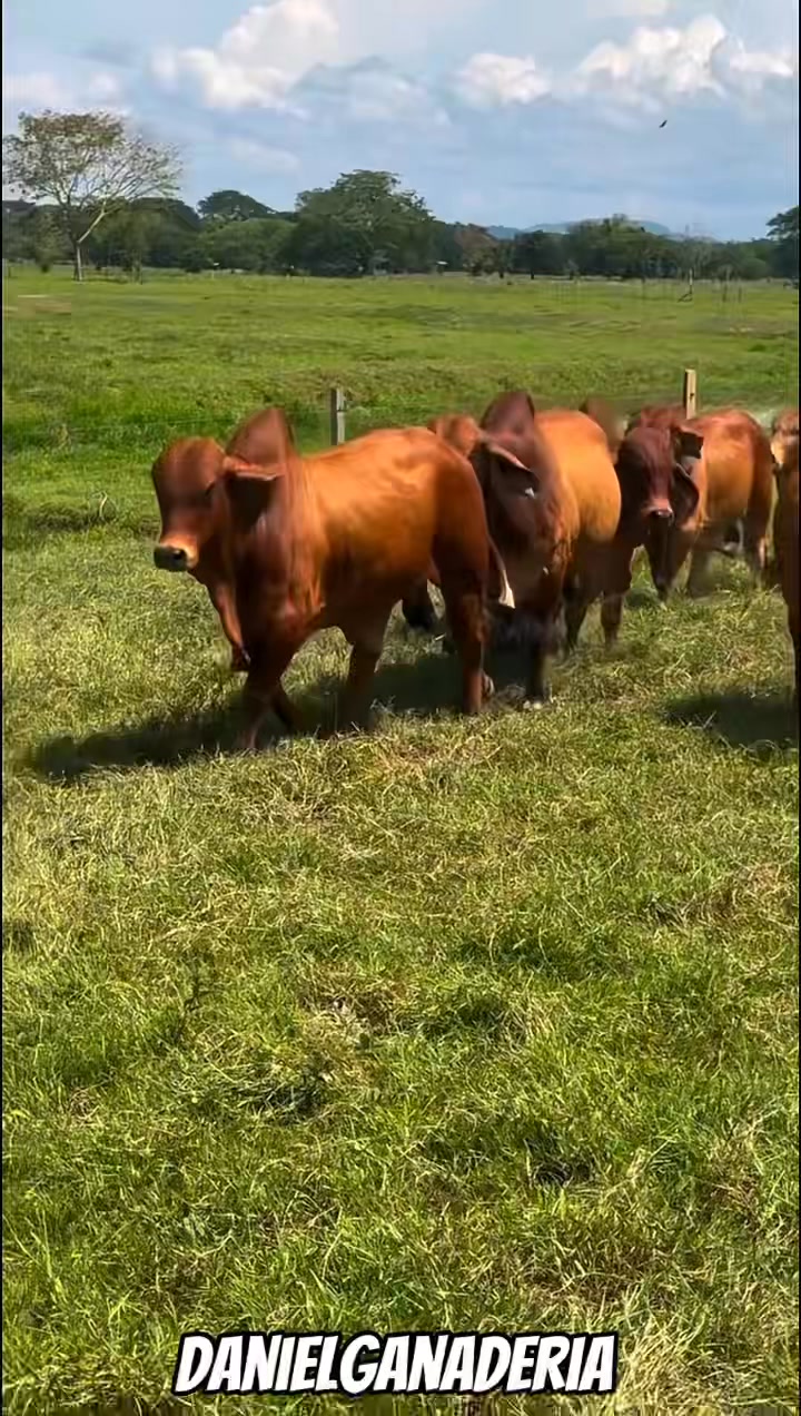 Toros Brahman rojos 🐮 | Daniel Ganaderia | Facebook
