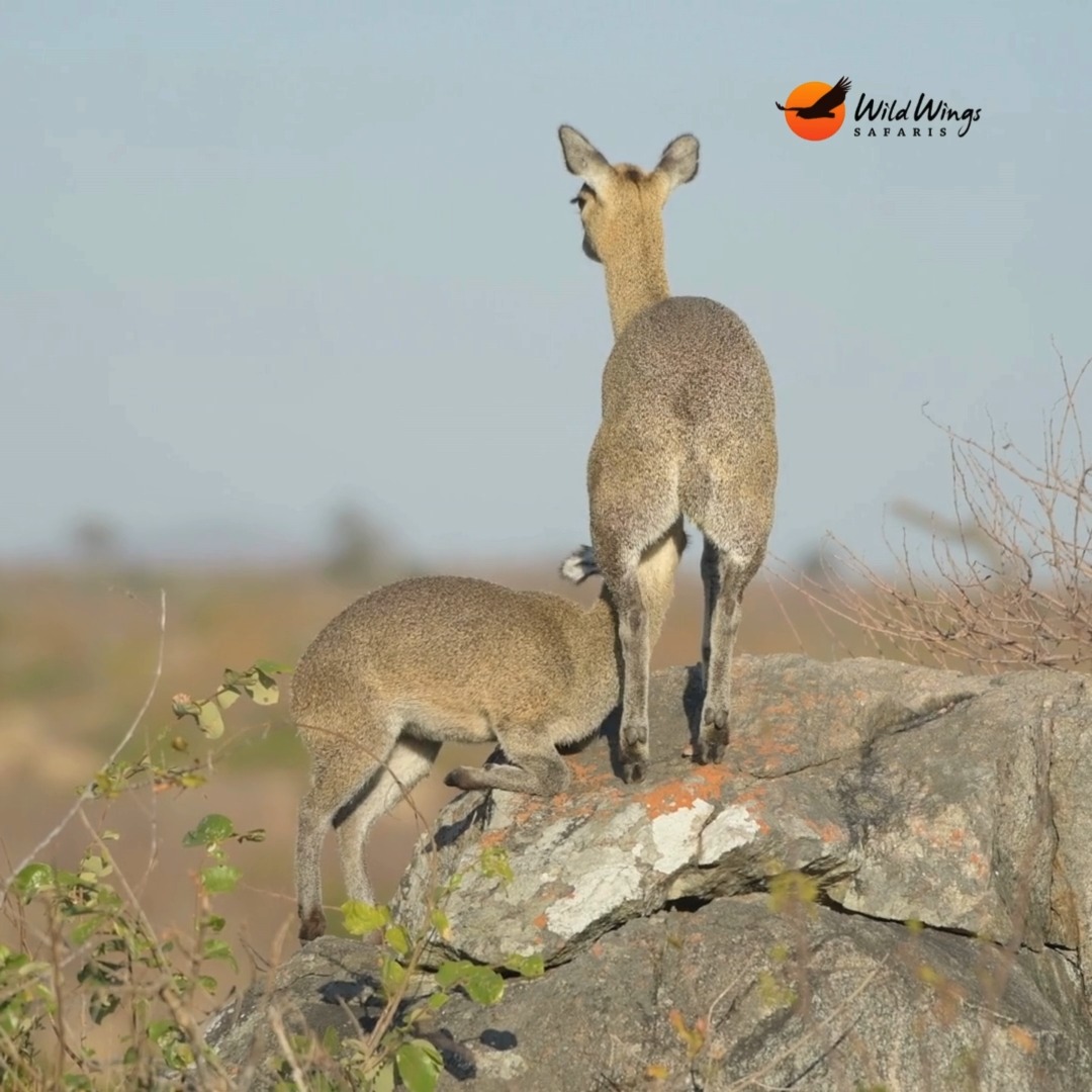 Meet the klipspringer — a tiny antelope built for rocky terrain. Sure ...