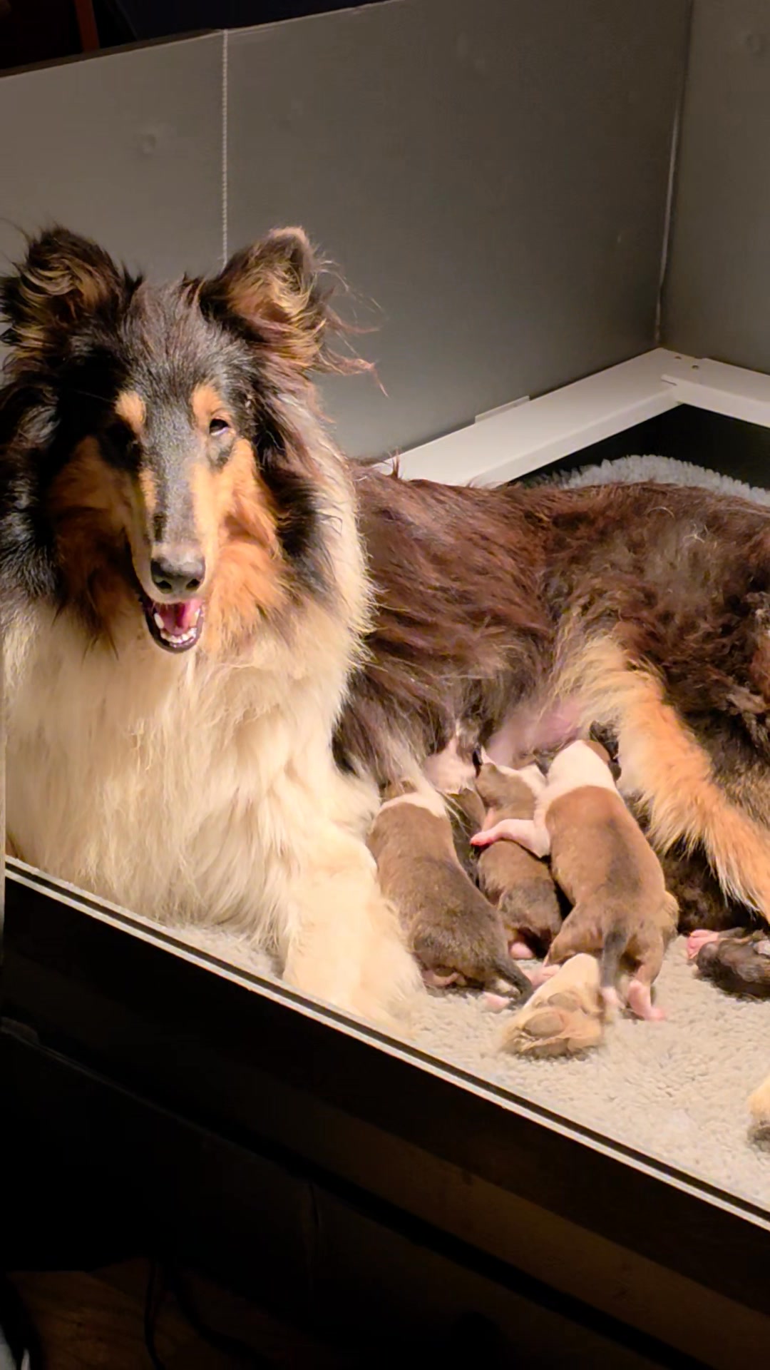 Cinder with her babies
